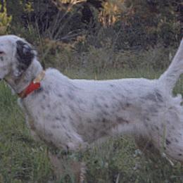 English Setters from ESetters
