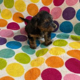 Tuck - Black and tan male Yorkshire Terrier puppy in Redford Township, Michigan from Childress Yorkies
