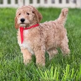 Goldendoodle and Poodle Puppies from Funny Farm Poodles & Doodles