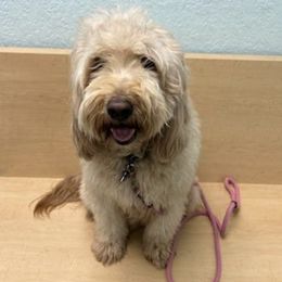 Goldendoodles and Sheepadoodles from Doodles of SW Florida