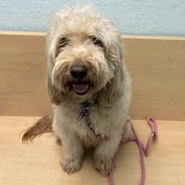 Goldendoodles and Sheepadoodles from Doodles of SW Florida
