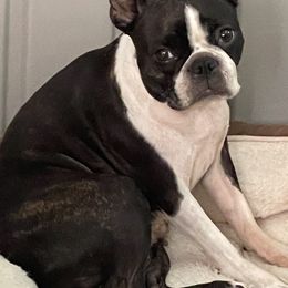 Zoey - Boston Terrier