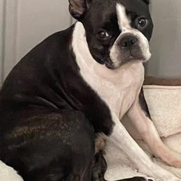 Zoey - Boston Terrier