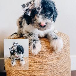 Cranberry - Merle female Sheepadoodle puppy in Republic, Missouri from DOOD & Co