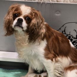 Lady Prada - Cavalier King Charles Spaniel