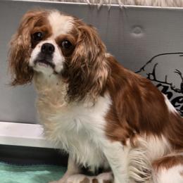 Lady Prada - Cavalier King Charles Spaniel