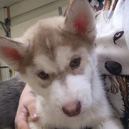 Siberian Husky Puppies from Spirit of the Moon Siberians