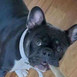 Ayla - French Bulldog