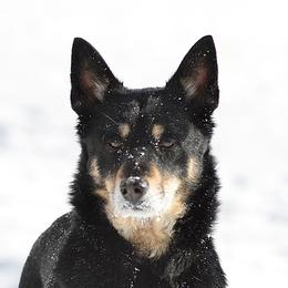 Jaana - Lapponian Herder