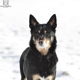 Jaana - Lapponian Herder