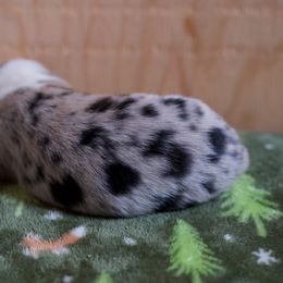 Australian Shepherd Puppies from River Run Australian Shepherds