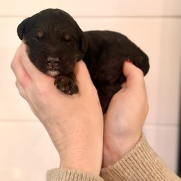 Boy 3 - male Bernedoodle puppy in Salt Lake County, Utah from Coco Avenue Pups