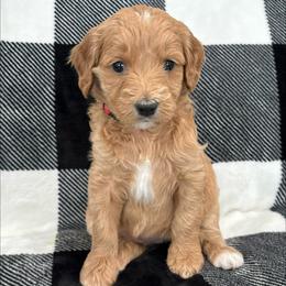 Reba - Red  female Goldendoodle puppy in Annville, Pennsylvania from Bellegrove Goldendoodles