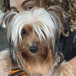 Stitch - Yorkshire Terrier