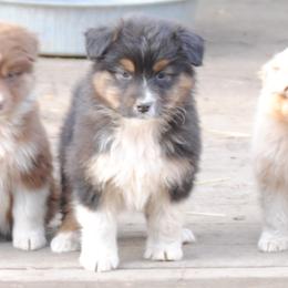 Australian Shepherd Puppies from Platinum Edition