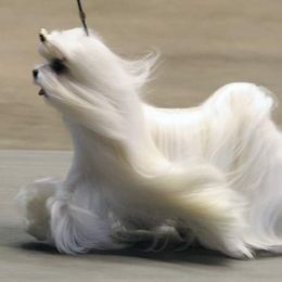 Maltese All Grown Up from MaltaAngel