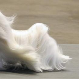Maltese All Grown Up from MaltaAngel