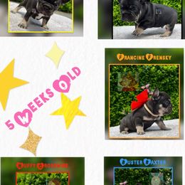 French Bulldog Puppies from Briyana Leighs Litters LLC