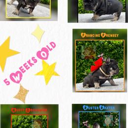 French Bulldog Puppies from Briyana Leighs Litters LLC