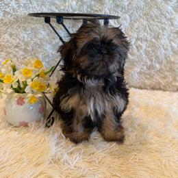 Oakley - Black and tan male Shih Tzu puppy in Success, Missouri from Sweet Success