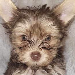 Yorkshire Terriers from Theo The Yorkie Stud