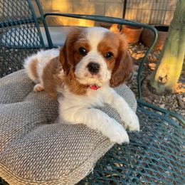 Domino Red - Blenheim male Cavalier King Charles Spaniel puppy in Phoenix, Arizona from Larisa's Cavaliers
