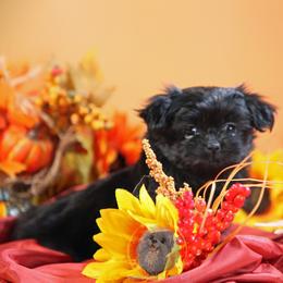 Rocky - Black male Mi-Ki puppy in Wales, Wisconsin from Phantastic Mi-kis