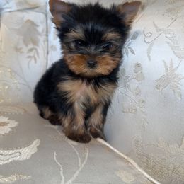 Coraline - Black and gold female Yorkshire Terrier puppy in Hesperia, California from Toy Treasure Yorkies