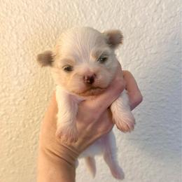 Cinnamon Roll - Cream and white male Shih Tzu puppy in Stroud, Oklahoma from Laik’s Little Shihtz & Poms