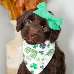 Australian Labradoodles from Saguaro Blossom Doodles