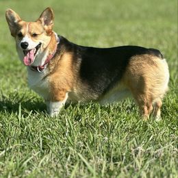 Ava - Pembroke Welsh Corgi