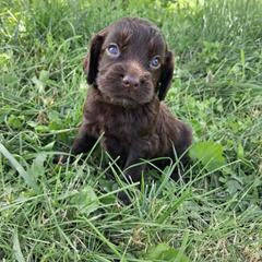 Boy 1 - Liver male English Cocker Spaniel puppy in Potosi, Wisconsin from Point and Flush Gun Dogs