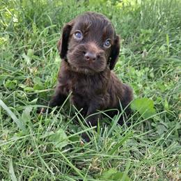 Boy 1 - Liver male English Cocker Spaniel puppy in Potosi, Wisconsin from Point and Flush Gun Dogs