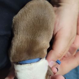 Boston Terrier Puppies from Amanda's Terriers