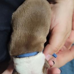 Boston Terrier Puppies from Amanda's Terriers