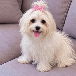 Blossom - Maltese
