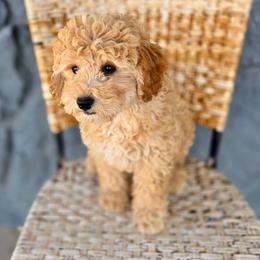 Rhett - Apricot male Cavapoo puppy in Gunnison, Utah from Curls and Camo Pups