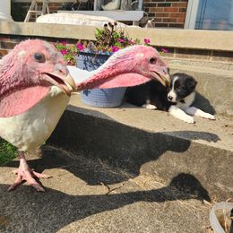 Border Collie Puppies from Cullins Collies