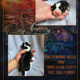 Maxine - Black and white female American Corgi puppy in Mansfield, Ohio from Moonrise corgis