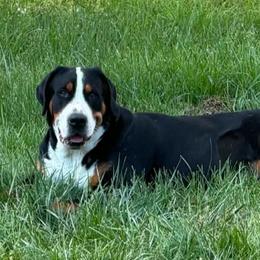 Olivia - Greater Swiss Mountain Dog