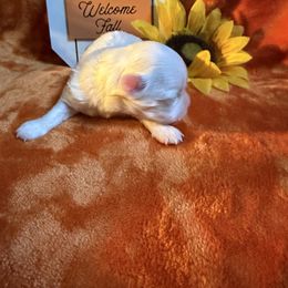 Lilly - White female Maltese puppy in Asheville, North Carolina from TCBs Glowing Maltese