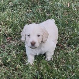 Boy 2 - Cream male Dachshund puppy in Sheridan, Arkansas from Farmhouse Dachshunds