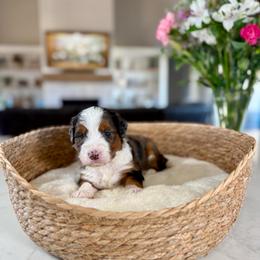Green Collar - Blue merle male Bernedoodle puppy in Indiahoma, Oklahoma from Farm Fresh Doodles