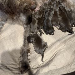 Boy 2 - Pudelpointer puppy from Saddle Creek Kennels