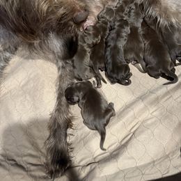 Boy 2 - Pudelpointer puppy from Saddle Creek Kennels