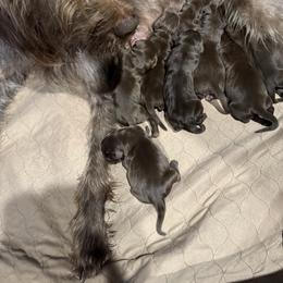 Boy 2 - Pudelpointer puppy from Saddle Creek Kennels