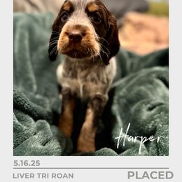 Harper - Tri-Roan female English Springer Spaniel puppy in Arcadia, Florida from Redemption Fields Springer Spaniels