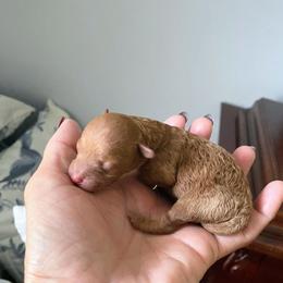 Lexus - Red  male Poodle puppy in Naples, Florida from Paradise Paws