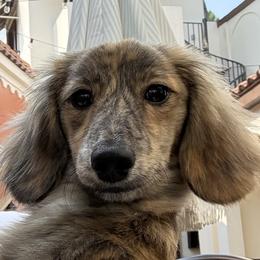Dachshunds and Poodles from Moonrise Poodles