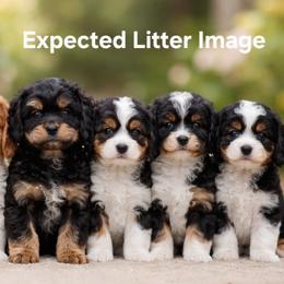 Cavapoo puppies from Huck's Adventures